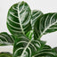 Zebra 'Aphelandra' Indoor Plants House Plant Shop