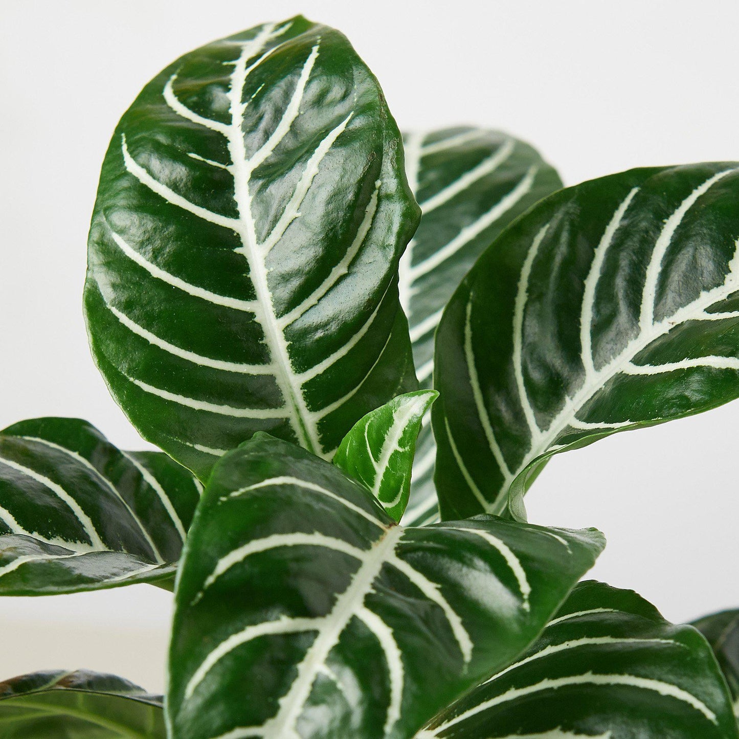 Zebra 'Aphelandra' Indoor Plants House Plant Shop