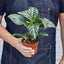 Zebra 'Aphelandra' Indoor Plants House Plant Shop