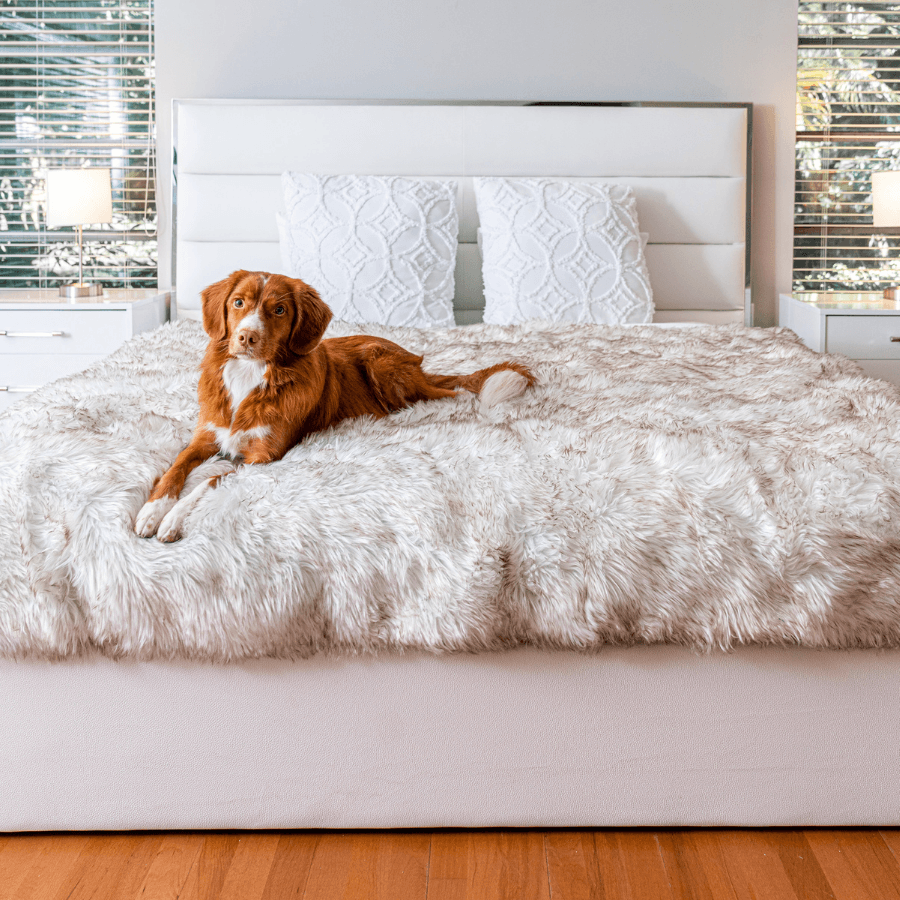 PupProtector™ Waterproof Throw Blanket - White with Brown Accents Dog Blanket Paw.com