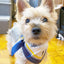 Erin 100% Silk Twill Dog Scarf, or Bandana BANDANA BESPOKE PAWS