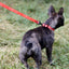 Biothane Service Dog Collar Or Leash Service Dogline