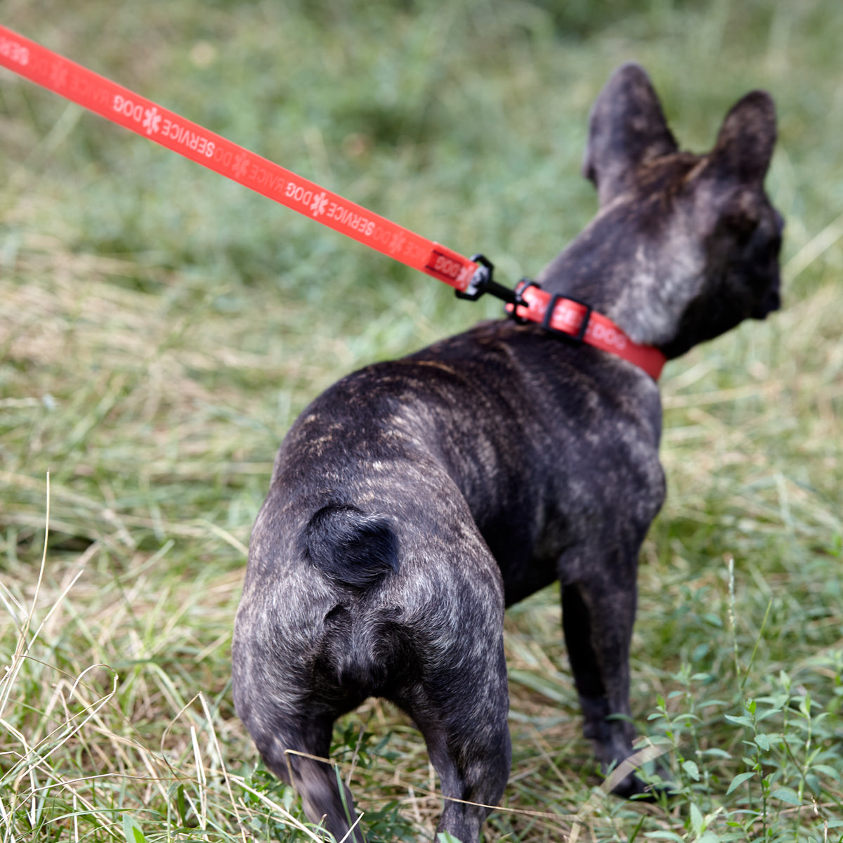 Biothane Service Dog Collar Or Leash Service Dogline