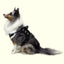 Removable Reflective Patches (Set of 2) Dog Harnesses Dogline