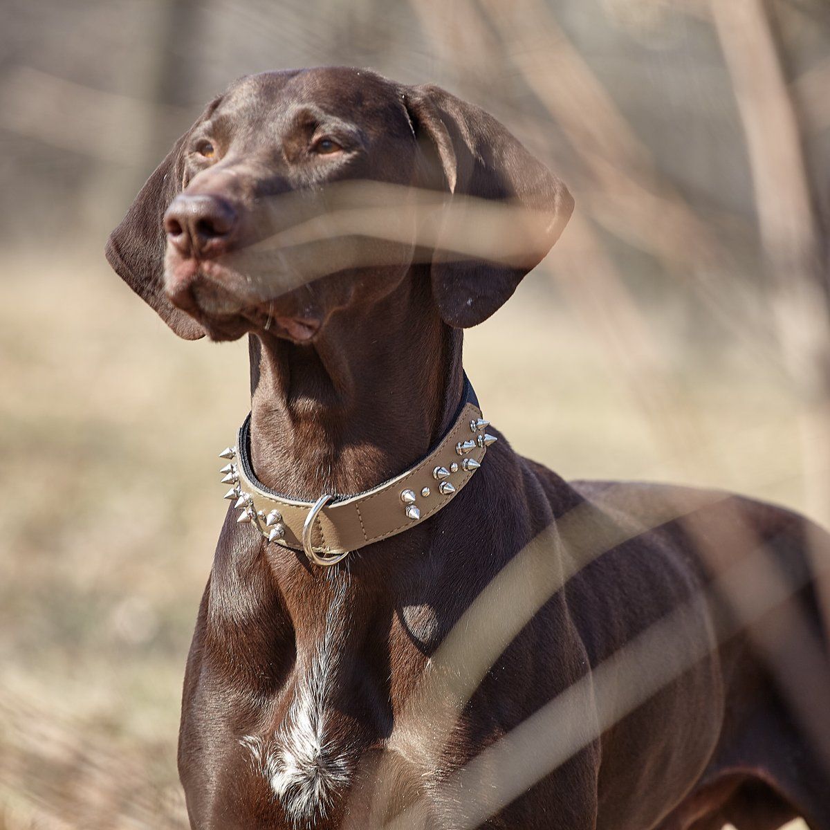 Leather + Nylon Spiked Dog Collar Dog Collars Dogline