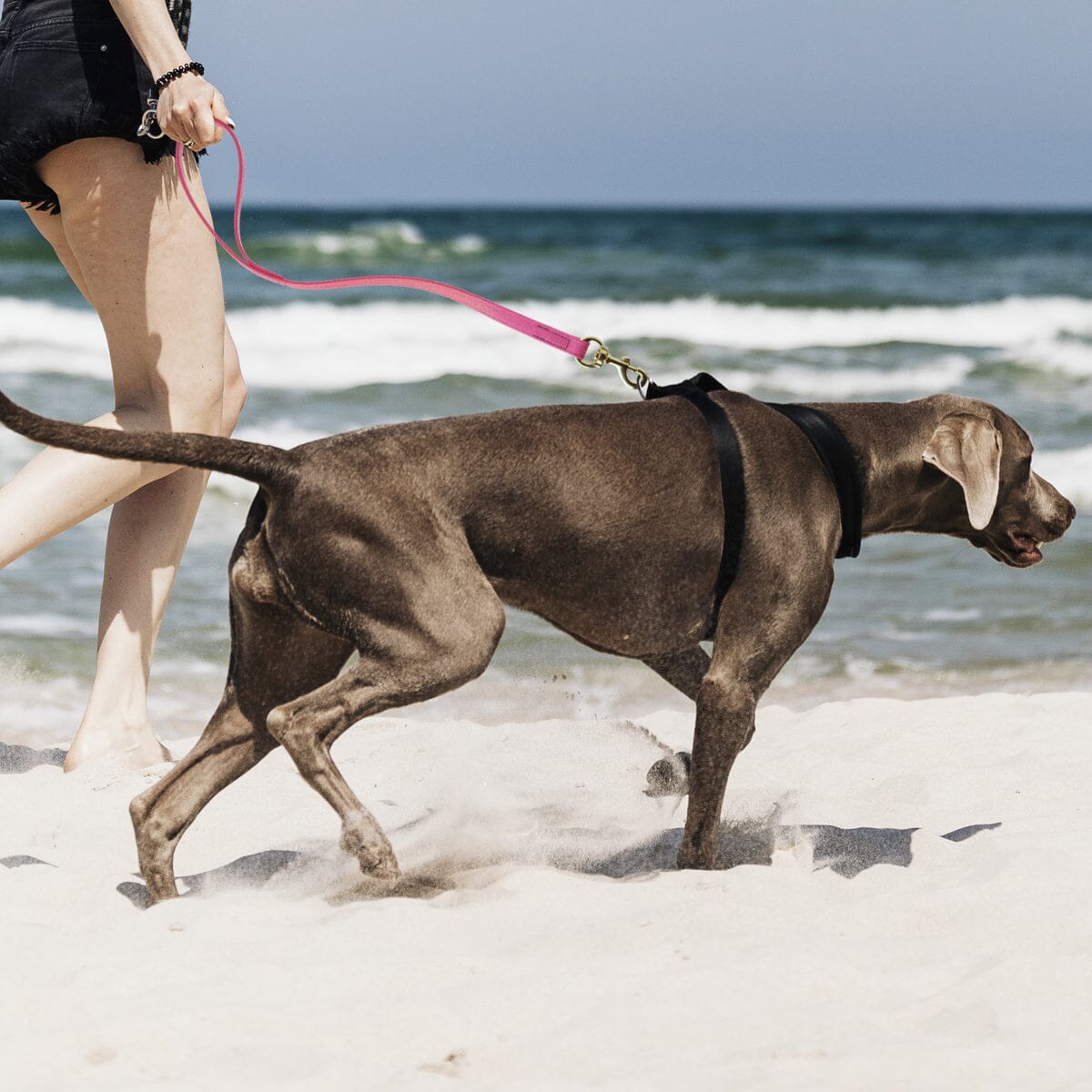 Viper Biothane Traffic Lead - Brass Hardware Dog Leashes Dogline