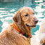 Dogline Biothane Waterproof Dog Collar with Quick Release Buckle Dog Collars Dogline