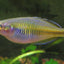 Boesemani rainbowfish RAINBOW Danaqua Live Fish & More