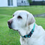 Dogline Biothane Waterproof Dog Collar with Quick Release Buckle Dog Collars Dogline
