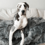 PupProtector™ Waterproof Throw Blanket - Charcoal Grey Dog Blanket Paw.com