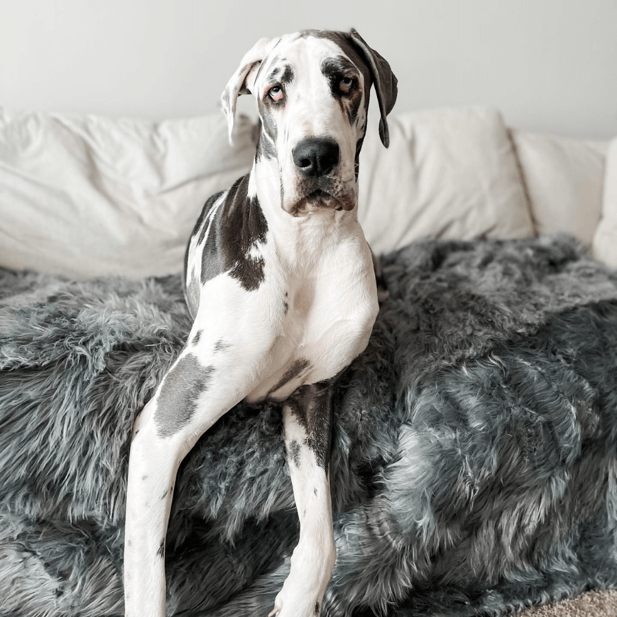 PupProtector™ Waterproof Throw Blanket - Charcoal Grey Dog Blanket Paw.com
