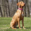 Leather + Nylon Spiked Dog Collar Dog Collars Dogline