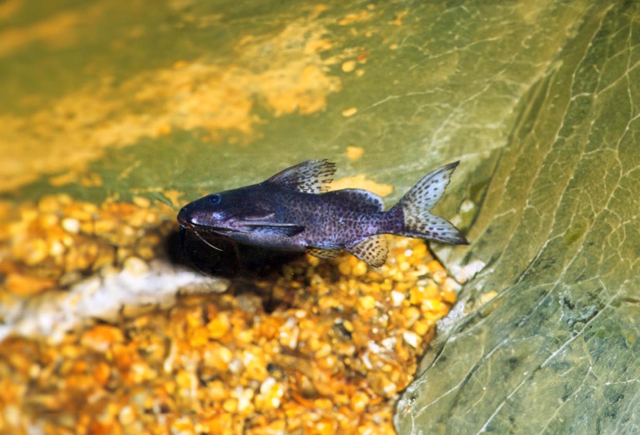 Synodontis nigrita CATFISH Danaqua Live Fish & More