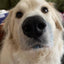 Blue Spirulina Powder (Organic) Naked Beasts, Inc.