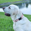 Dogline Biothane Waterproof Dog Collar with Quick Release Buckle Dog Collars Dogline