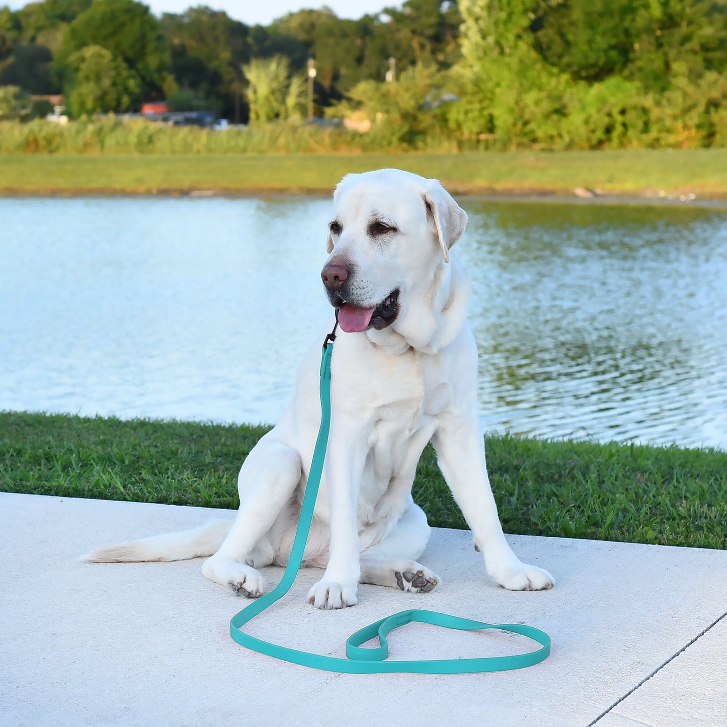 Biothane Waterproof Traffic Lead for Dogs, 2 ft Dog Leashes Dogline