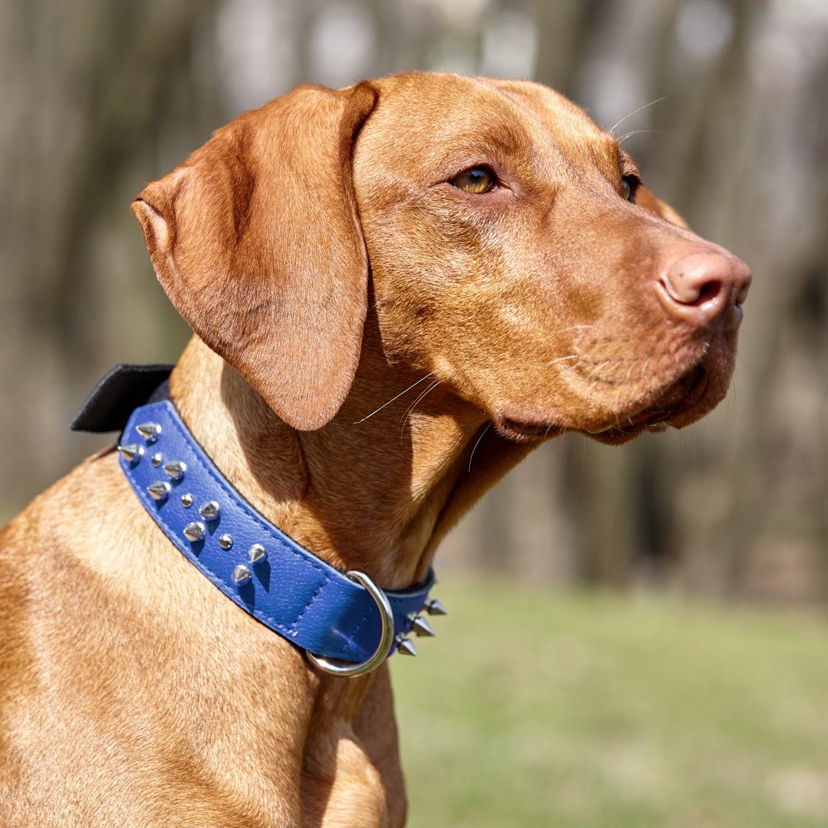 Leather + Nylon Spiked Dog Collar Dog Collars Dogline