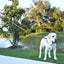 Biothane Waterproof Traffic Lead for Dogs, 2 ft Dog Leashes Dogline