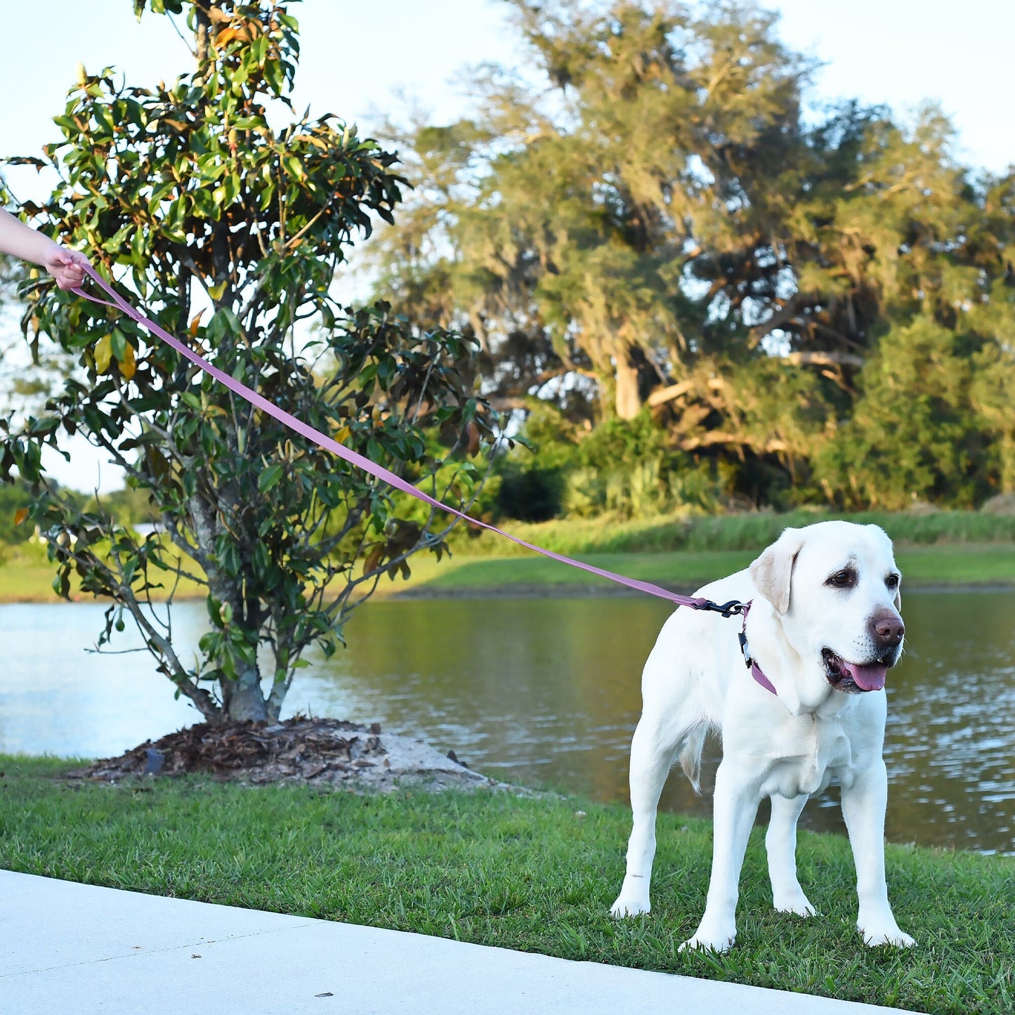 Biothane Waterproof Dog Leash, 4 ft Dog Leashes Dogline