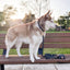 Black Waste Bag Holder Pet Waste Bag Dispenser SUNNY TAILS