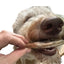 Freeze-Dried Duck Feet for Dogs, Natural Joint Support, 10 Count - Premium Quality Made in USA Quailz.com by Undique LLC