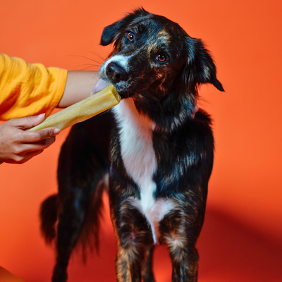Pumpkin Cheese Chews for Dogs PUMPKIN YAK CHEWS Yak9 Chews