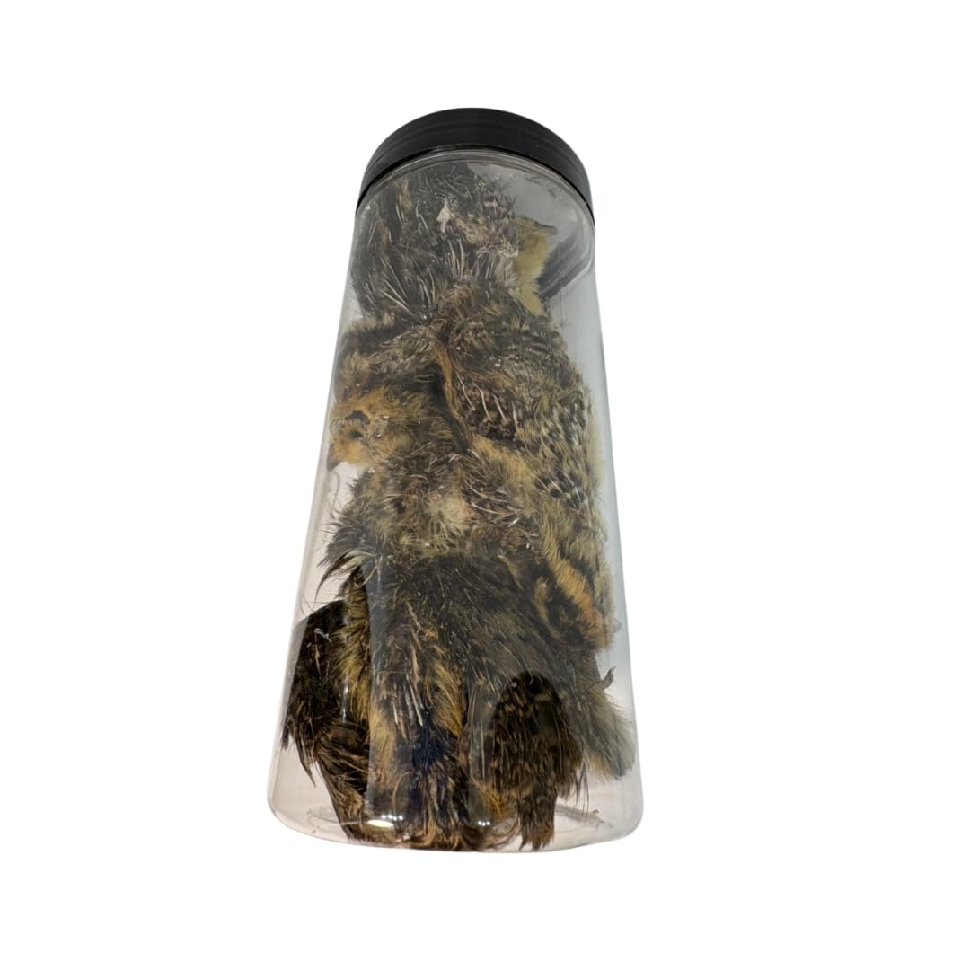 Bird Dog Training Quail - Premium Freeze-Dried Whole Quail for Dogs 5ct, Large (Chick) - Natural Prey Feeding Quality Protein Pet Treats Dog Treats Quailz.com by Undique LLC
