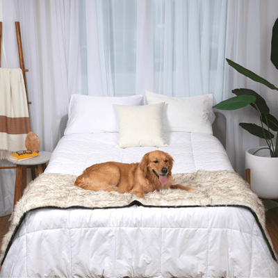PupProtector™ Waterproof Bed Runner - White with Brown Accents Dog Blanket Paw.com