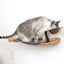 Dog Proof Cat Feeder - Wall-Mounted - Raised Cat Hammock Catastrophic Creations