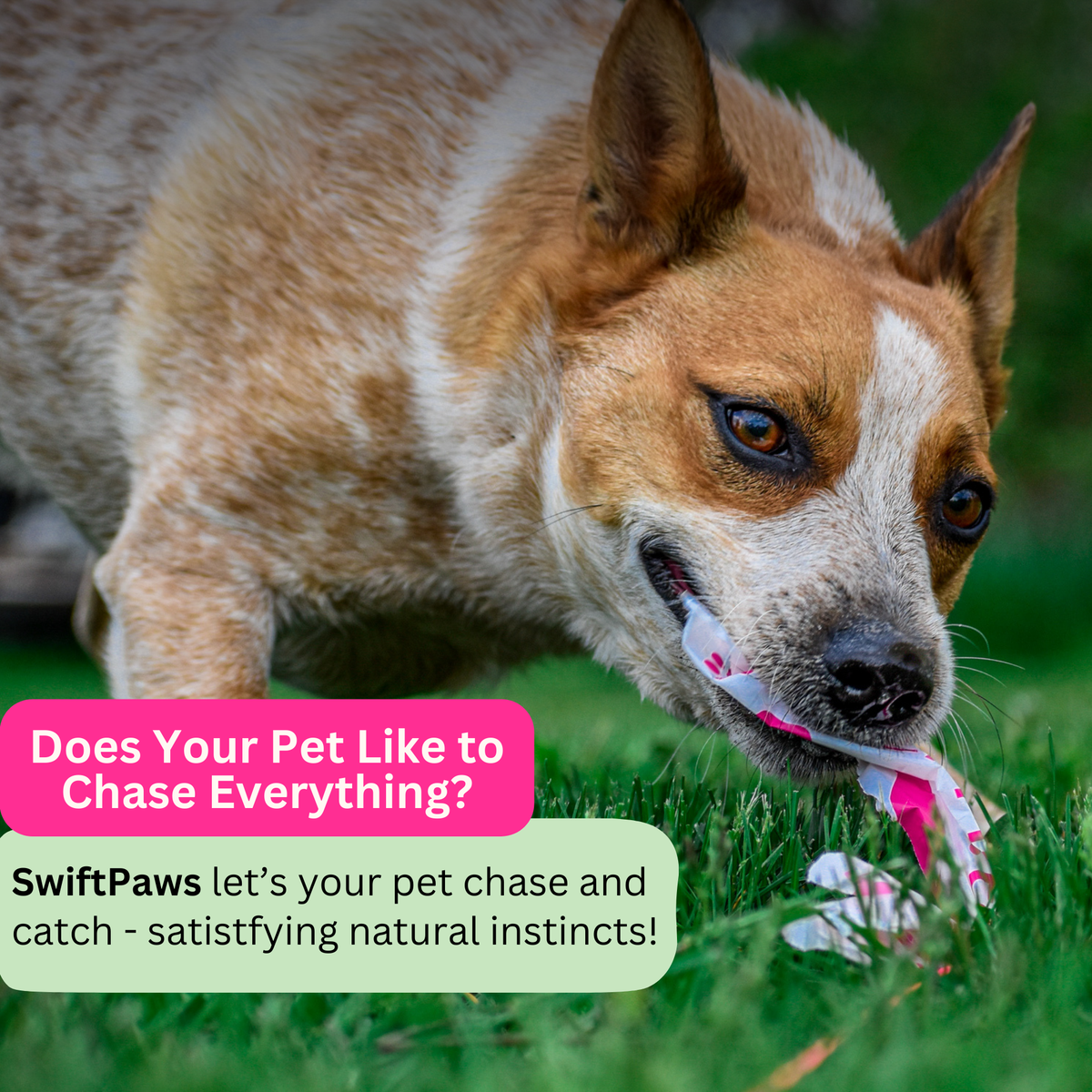 CHASE! Kit Enrichment Product SwiftPaws