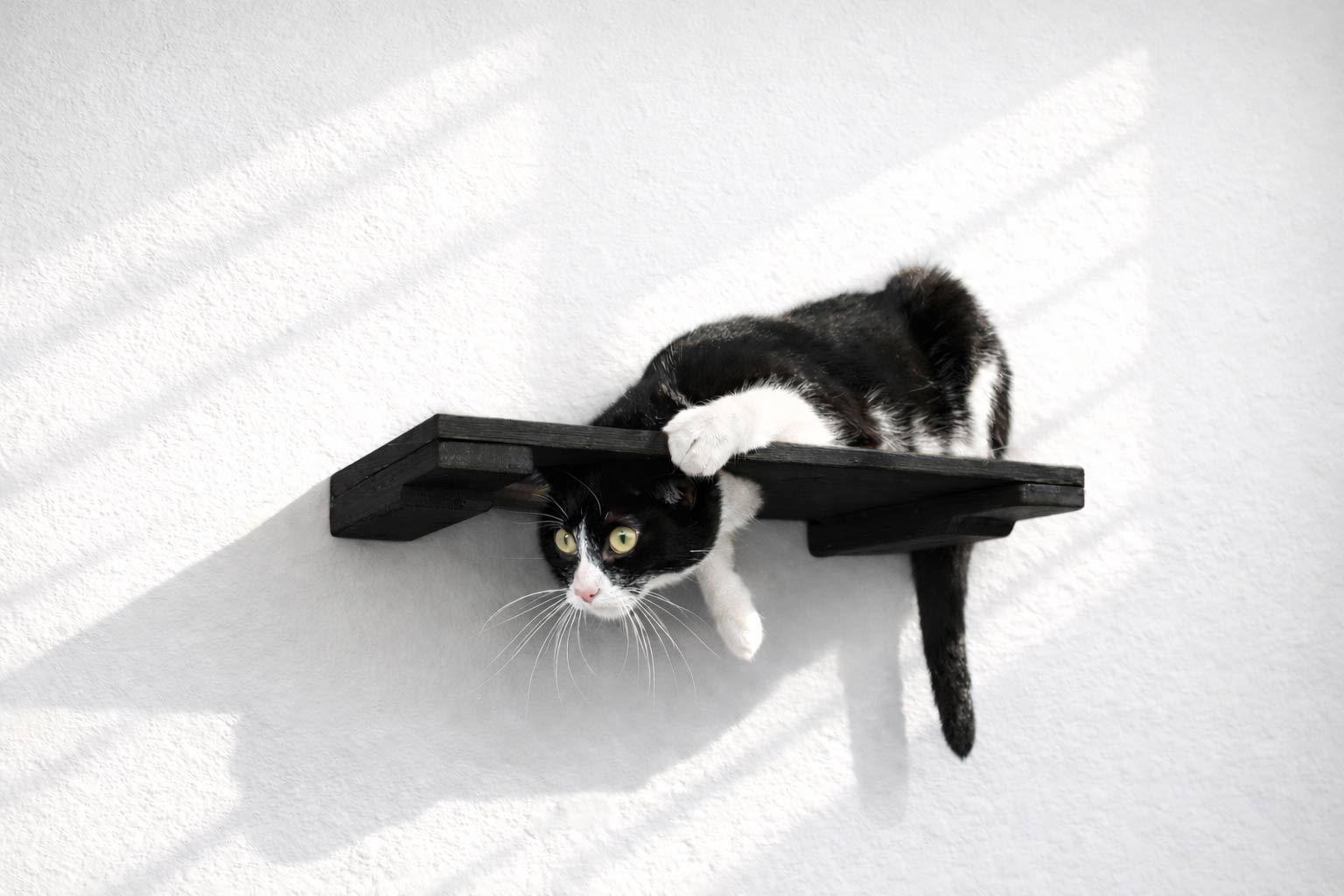 Wall Mounted Cat Shelf Onyx Bamboo 18" Escape Hatch Cat shelves/bed Catastrophic Creations