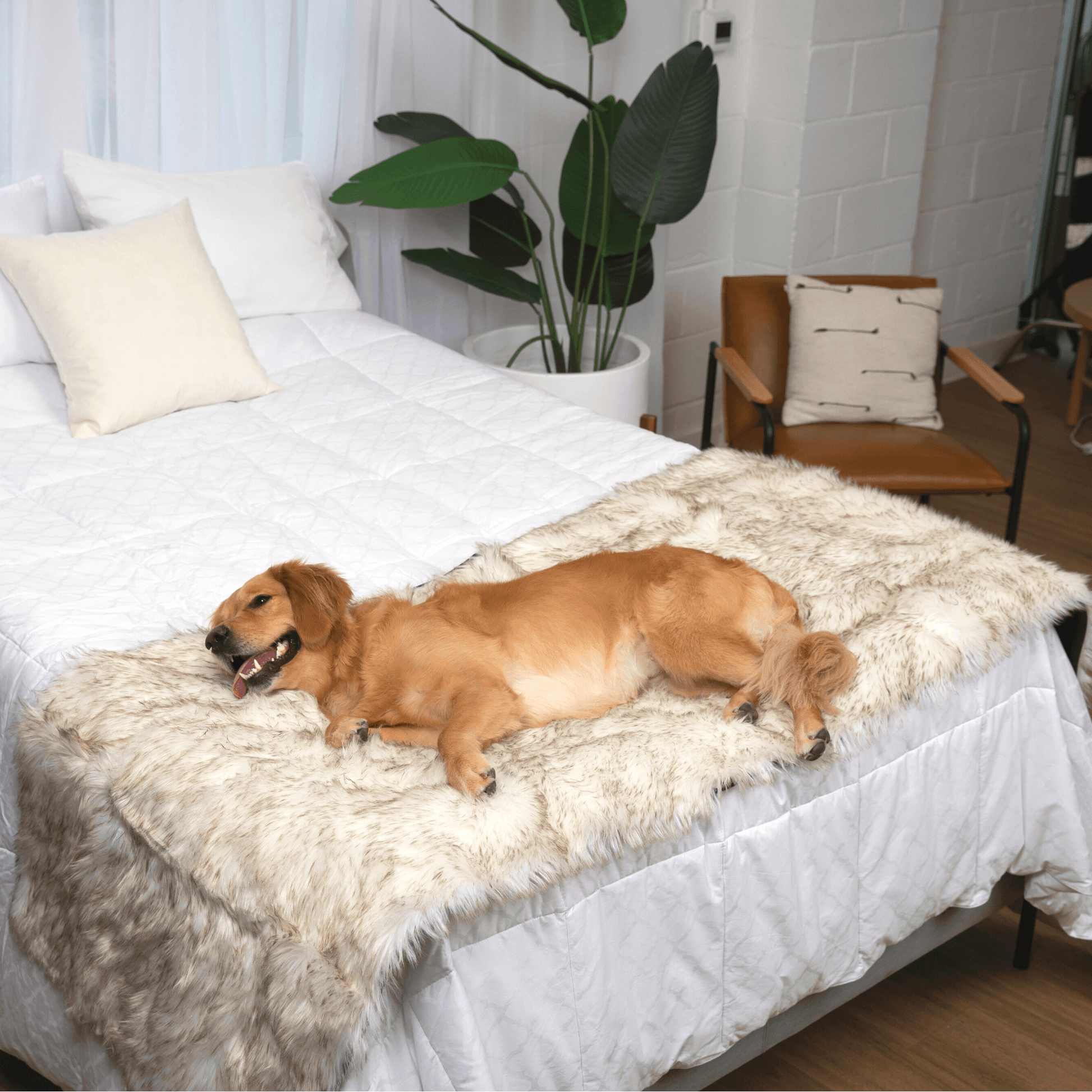 PupProtector™ Waterproof Bed Runner - White with Brown Accents Dog Blanket Paw.com