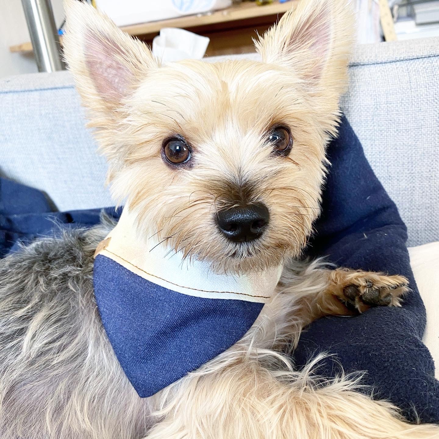 'Aspen' Reversible Pet Bandana BANDANA BESPOKE PAWS