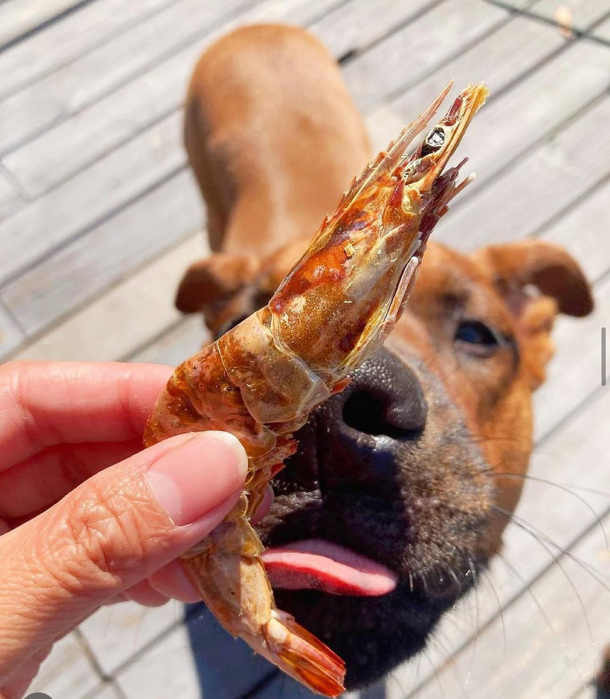 Shrimp Naked Beasts