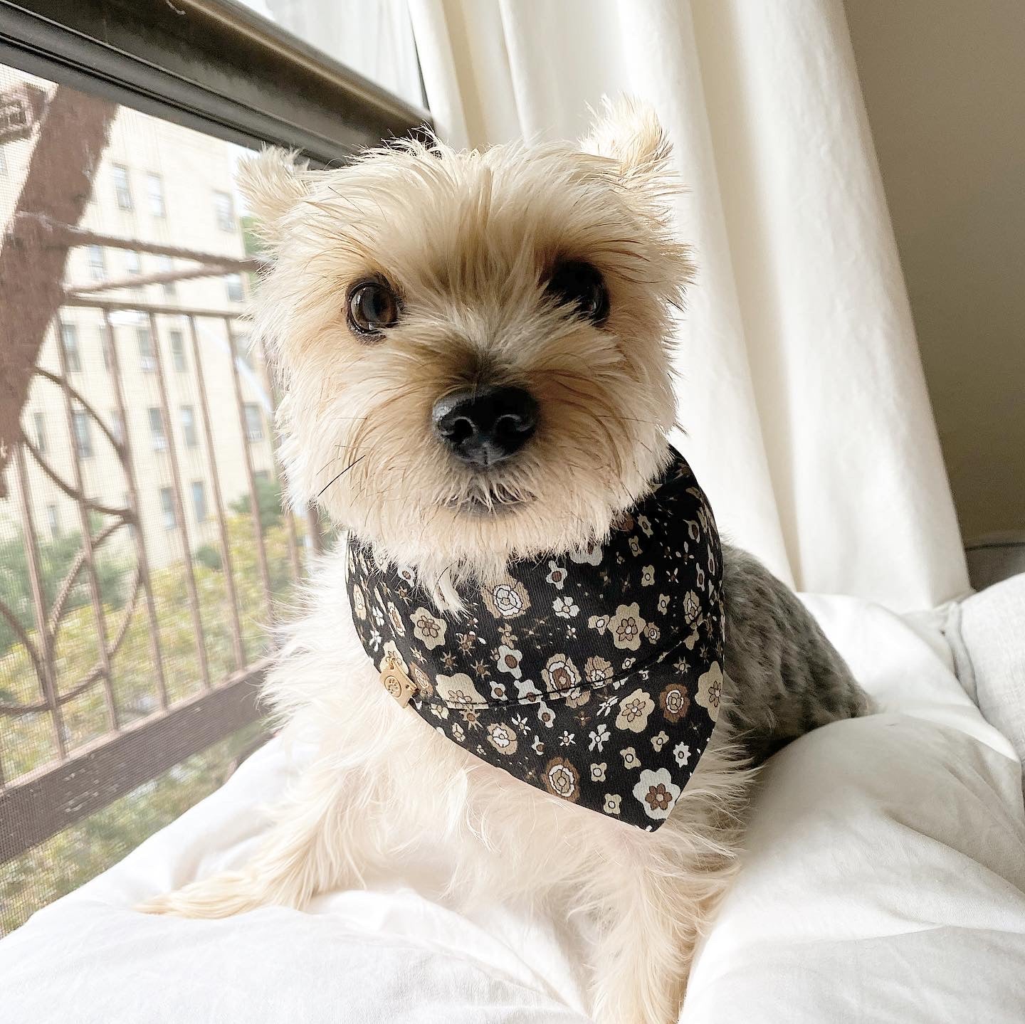'Avery' Reversible Pet Bandana BANDANA BESPOKE PAWS