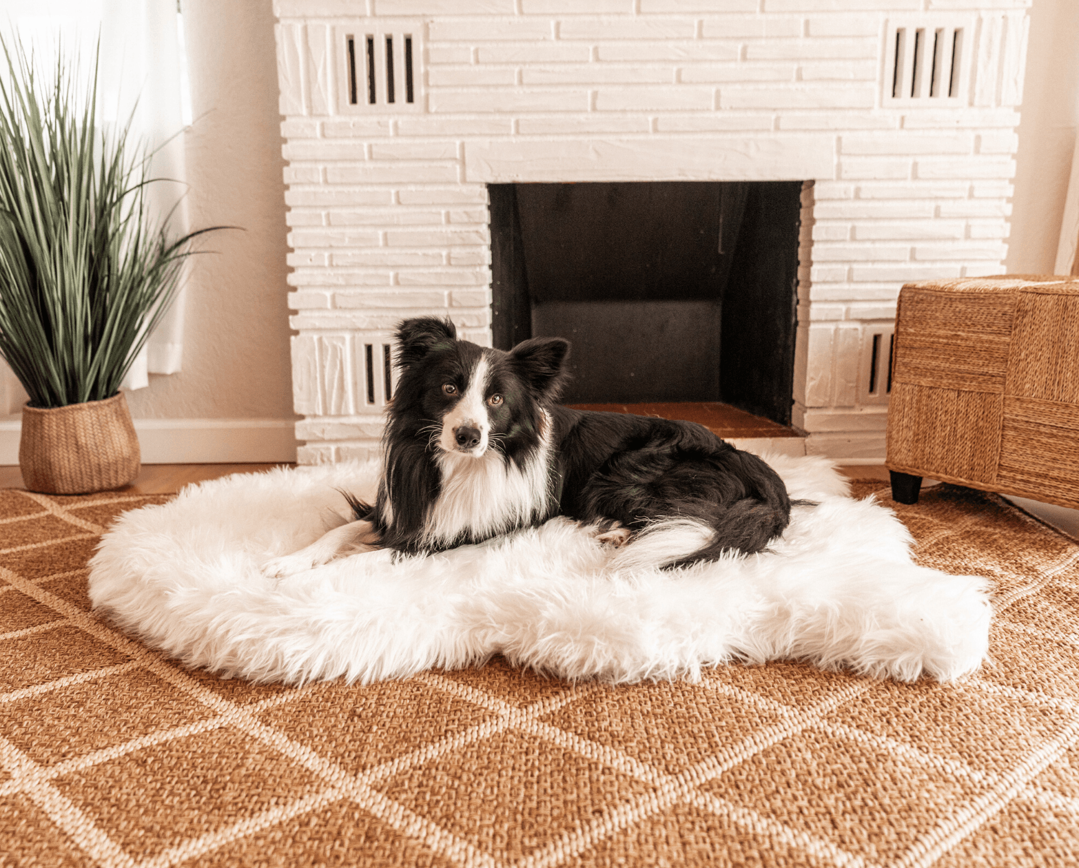 PupRug by Paw.com® Faux Fur Orthopedic Dog Bed - Curve Polar White Giant (60" L x 35" W) Dog Beds Paw