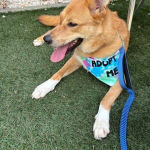 Adopt Me Tie Dye Dog Bandana Best Seller Dog Bandana Happy Tails Outfitters