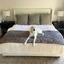 PupProtector™ Luxe Waterproof Bed Runner - Ultra Soft Chinchilla Dog Blanket Paw.com