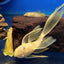 L144 Blue Eye Lemon Bristlenose Pleco (Ancistrus sp) 3"-4" LONGFIN PLECO Danaqua Live Fish & More