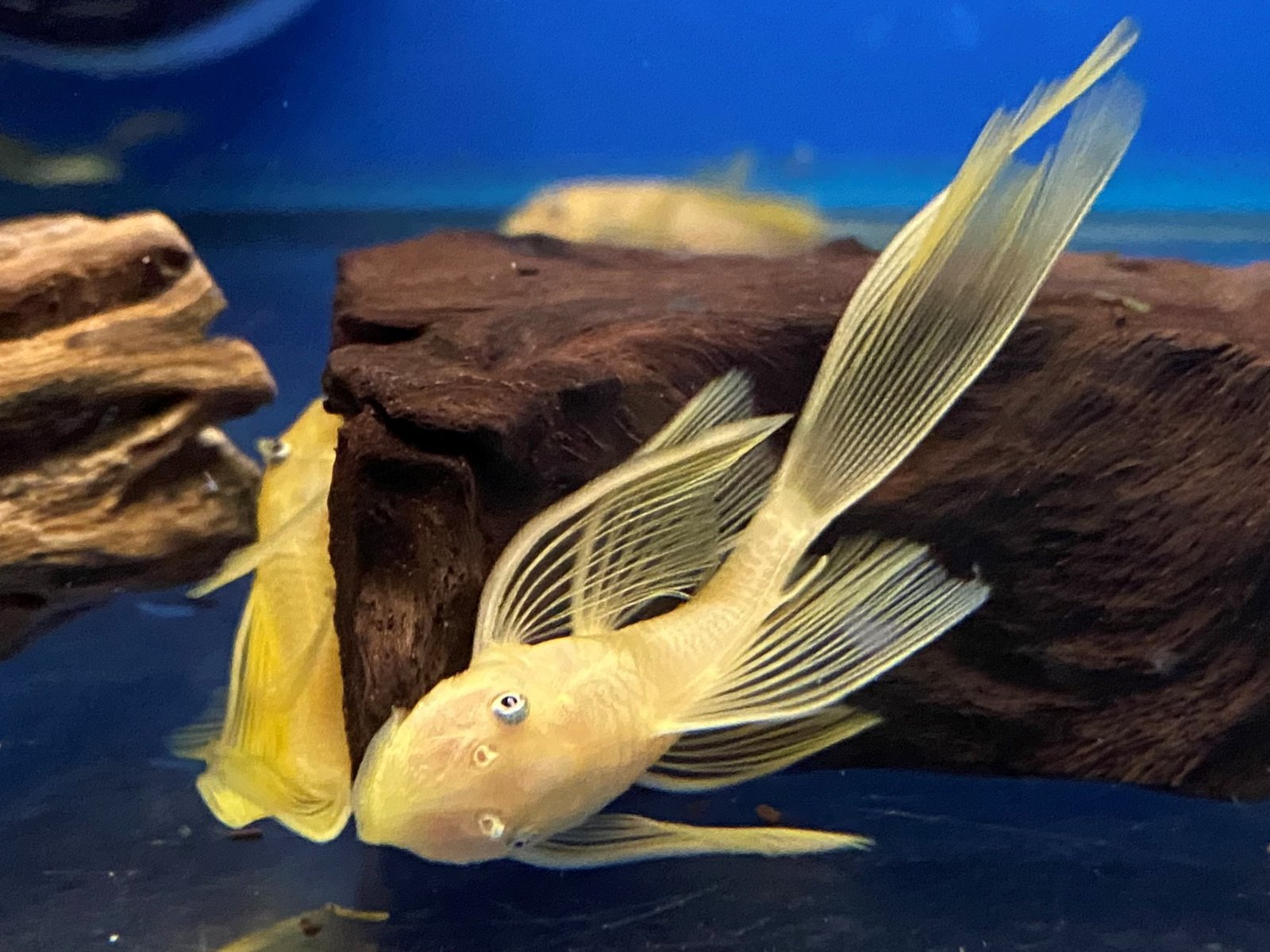 L144 Blue Eye Lemon Bristlenose Pleco (Ancistrus sp) 3"-4" LONGFIN PLECO Danaqua Live Fish & More