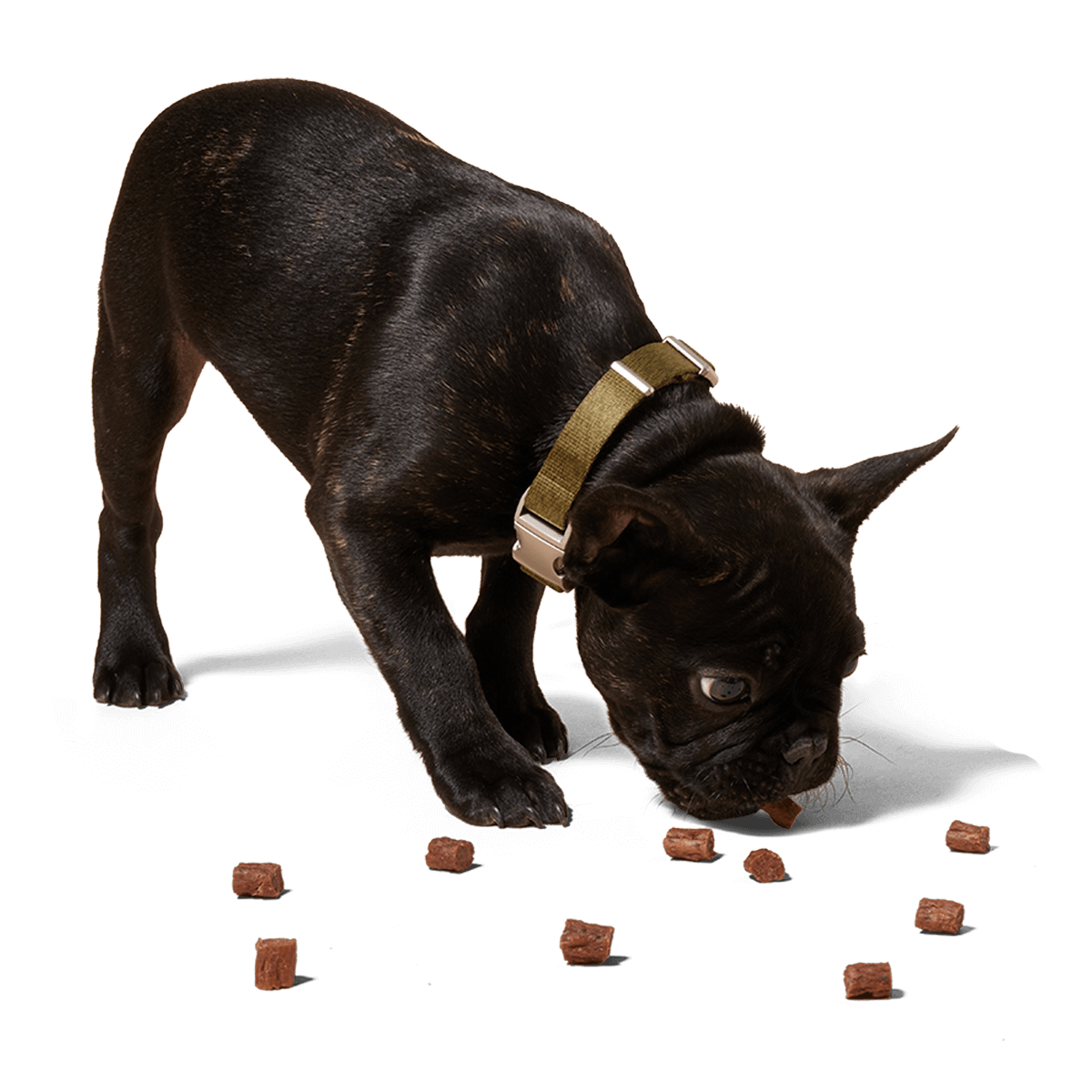 Love Nuggets Woof