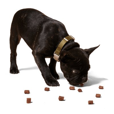 Love Nuggets Woof