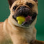 Earth Rated Rubber Fetch Dog Toy, Small Yellow Pet Palette Distribution