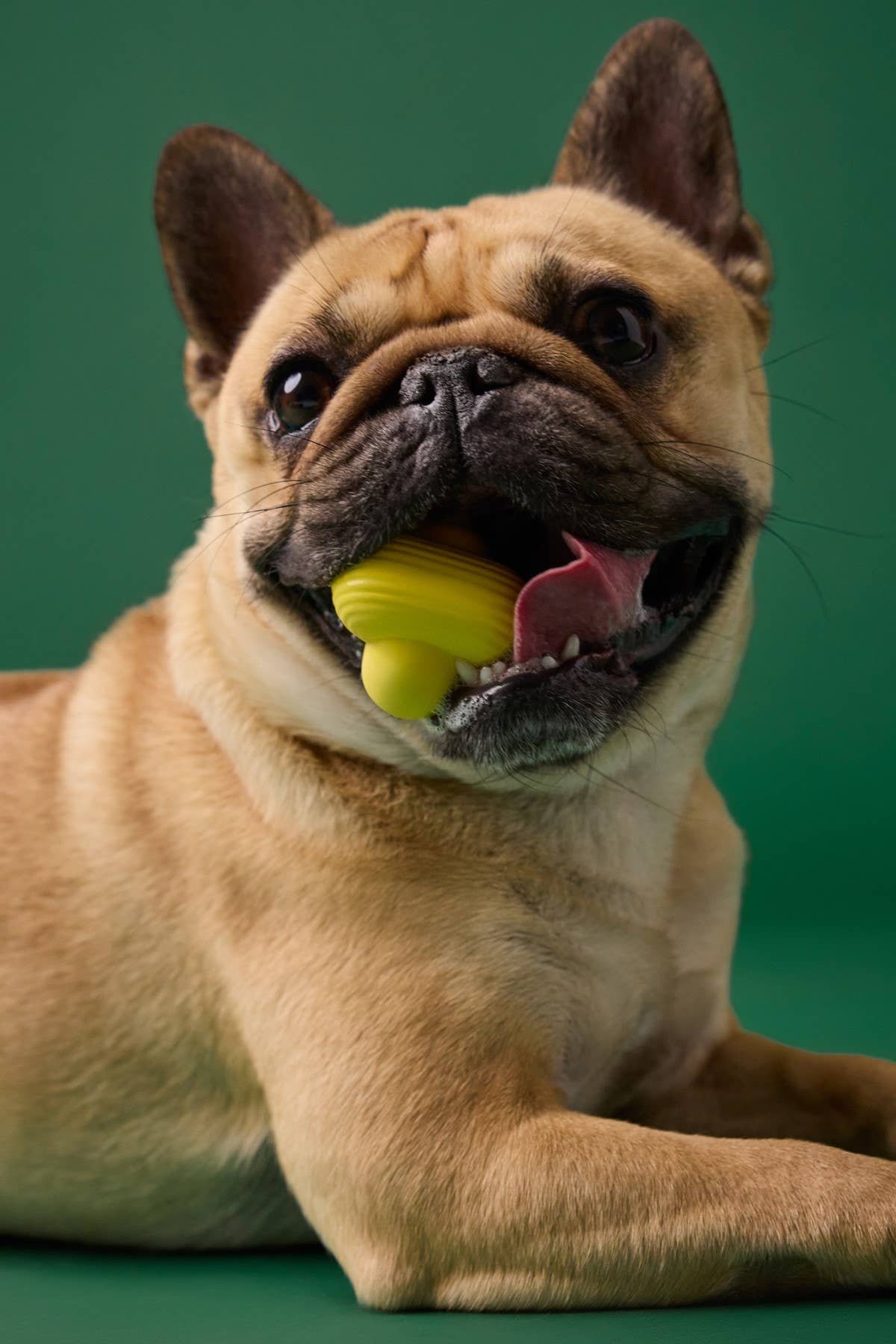 Earth Rated Rubber Fetch Dog Toy, Small Yellow Pet Palette Distribution