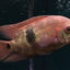 Emerald Cichlid (Chocolate Cichlid (Hypselecara temporalis) AMERICAN CICHLID Danaqua Live Fish & More
