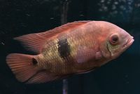 Emerald Cichlid (Chocolate Cichlid (Hypselecara temporalis) AMERICAN CICHLID Danaqua Live Fish & More