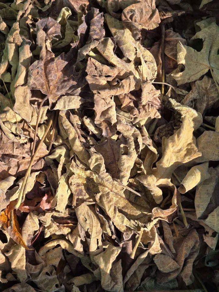 Forest Floor Leaf Litter (3 Sizes!) 1 Gallon Fig leaf litter Shield Wall Exotics