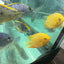 Red Spot Gold Severum (Heros cf. efasciatus) AMERICAN CICHLID Danaqua Live Fish & More