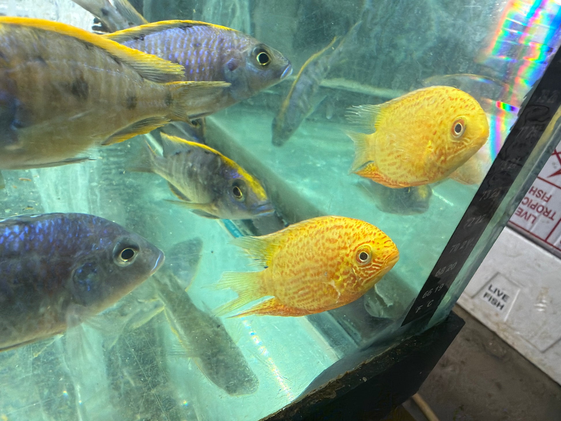 Red Spot Gold Severum (Heros cf. efasciatus) AMERICAN CICHLID Danaqua Live Fish & More