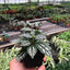 Pilea 'Aluminum' 3" Pot Indoor Plants House Plant Shop